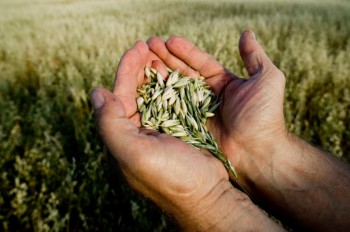 Farm and Crop